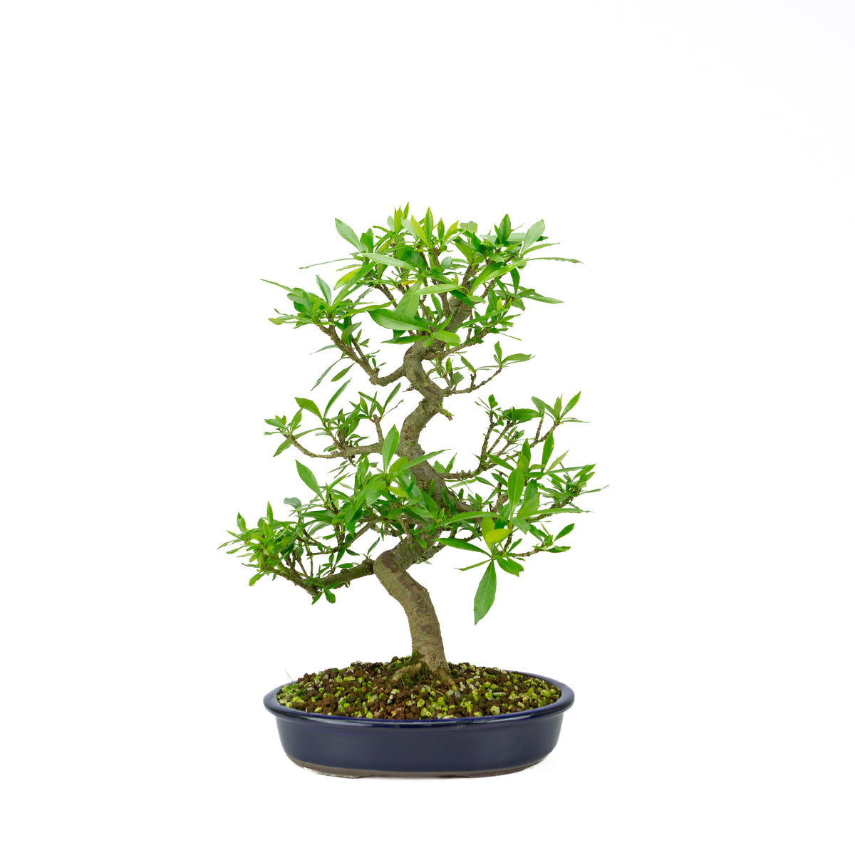Gardenia (Gelsomino del Capo), altezza ~44 cm