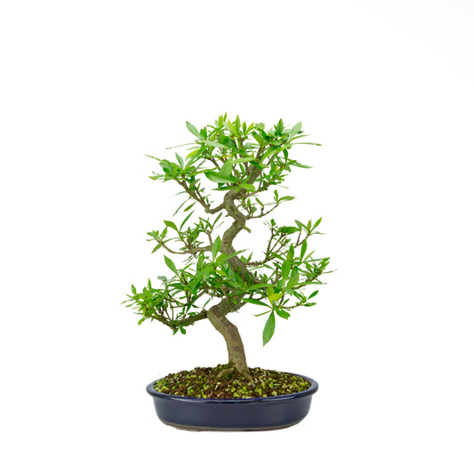 Gardenia (Gelsomino del Capo), altezza ~44 cm