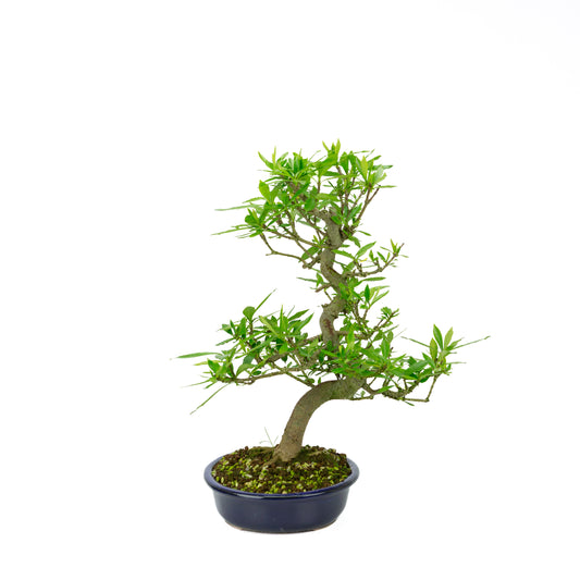 Gardenia (Gelsomino del Capo), altezza ~44 cm