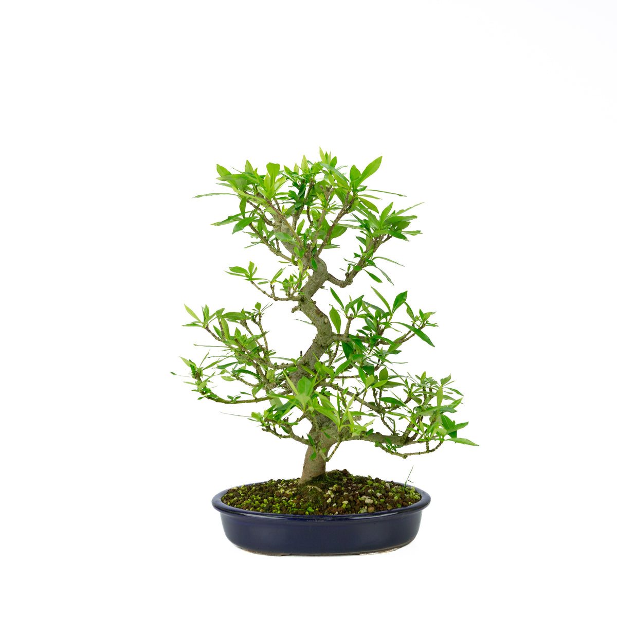 Gardenia (Gelsomino del Capo), altezza ~44 cm
