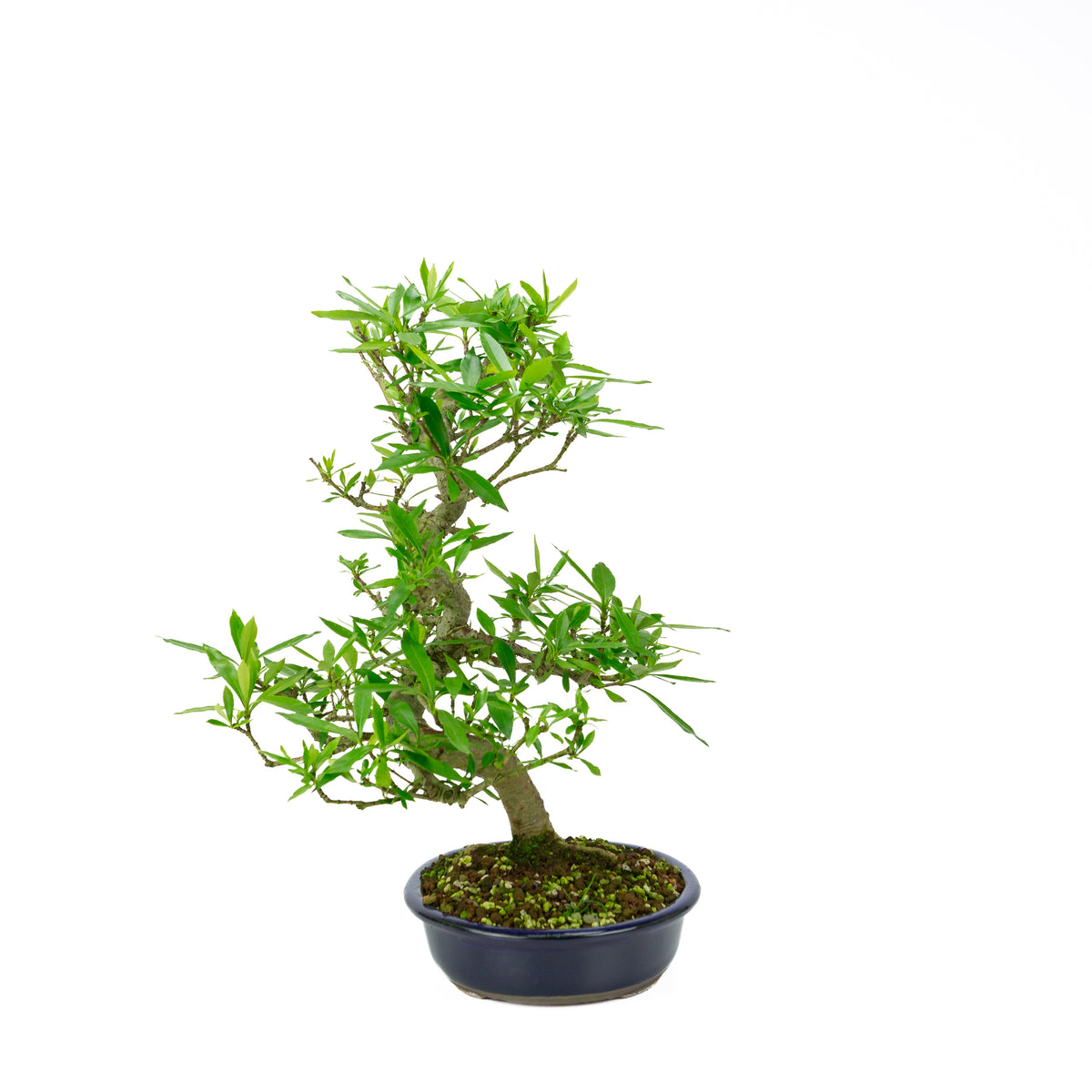 Gardenia (Gelsomino del Capo), altezza ~44 cm