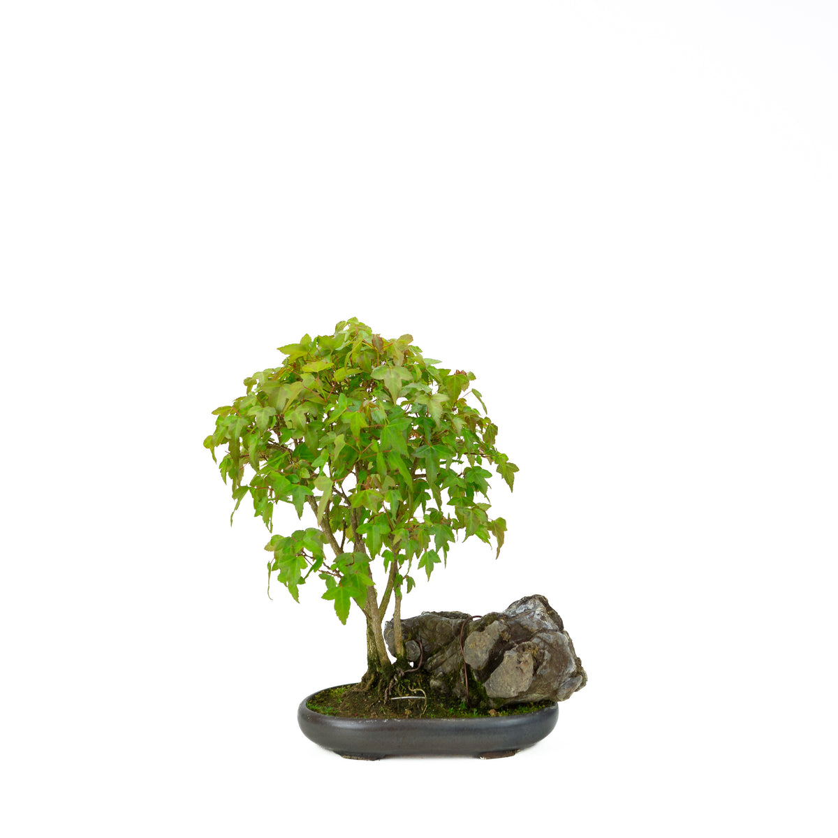 Acer buergerianum (Acero tridente) su roccia, altezza ~34 cm