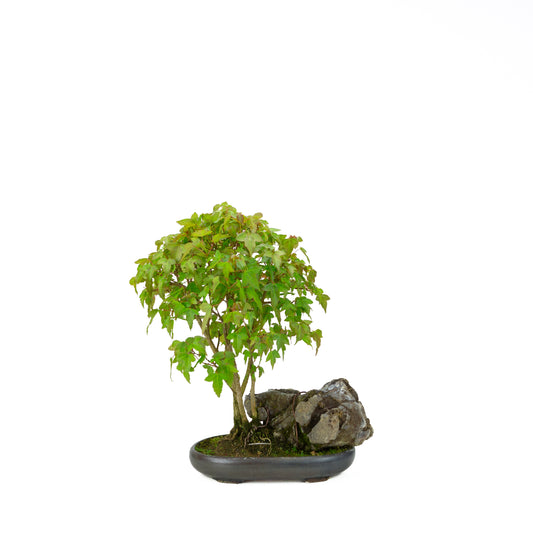 Acer buergerianum (Acero tridente) su roccia, altezza ~34 cm