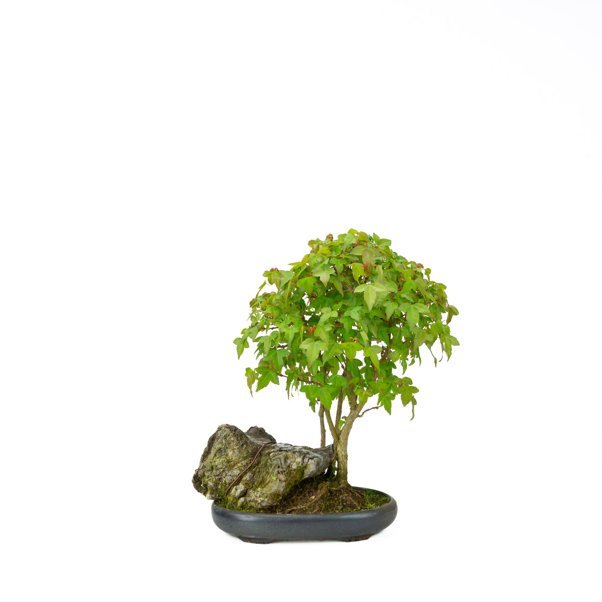Acer buergerianum (Acero tridente) su roccia, altezza ~34 cm