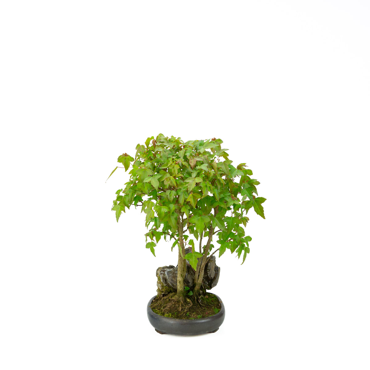 Acer buergerianum (Acero tridente) su roccia, altezza ~34 cm