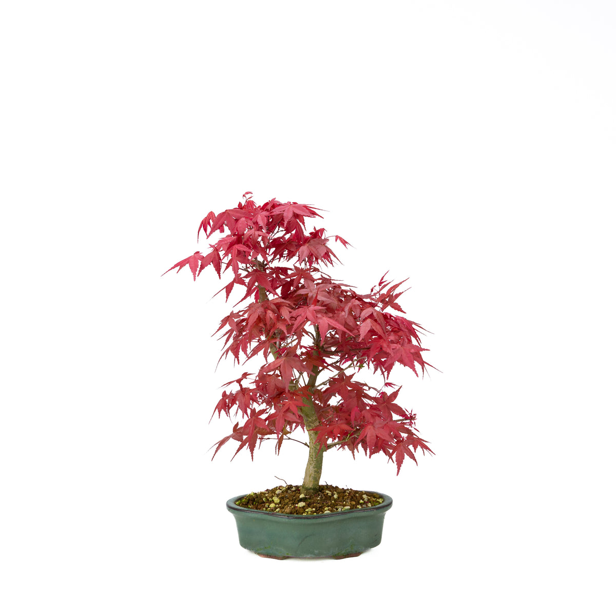 Acer palmatum Deshojo (acero giapponese), altezza ~40 cm