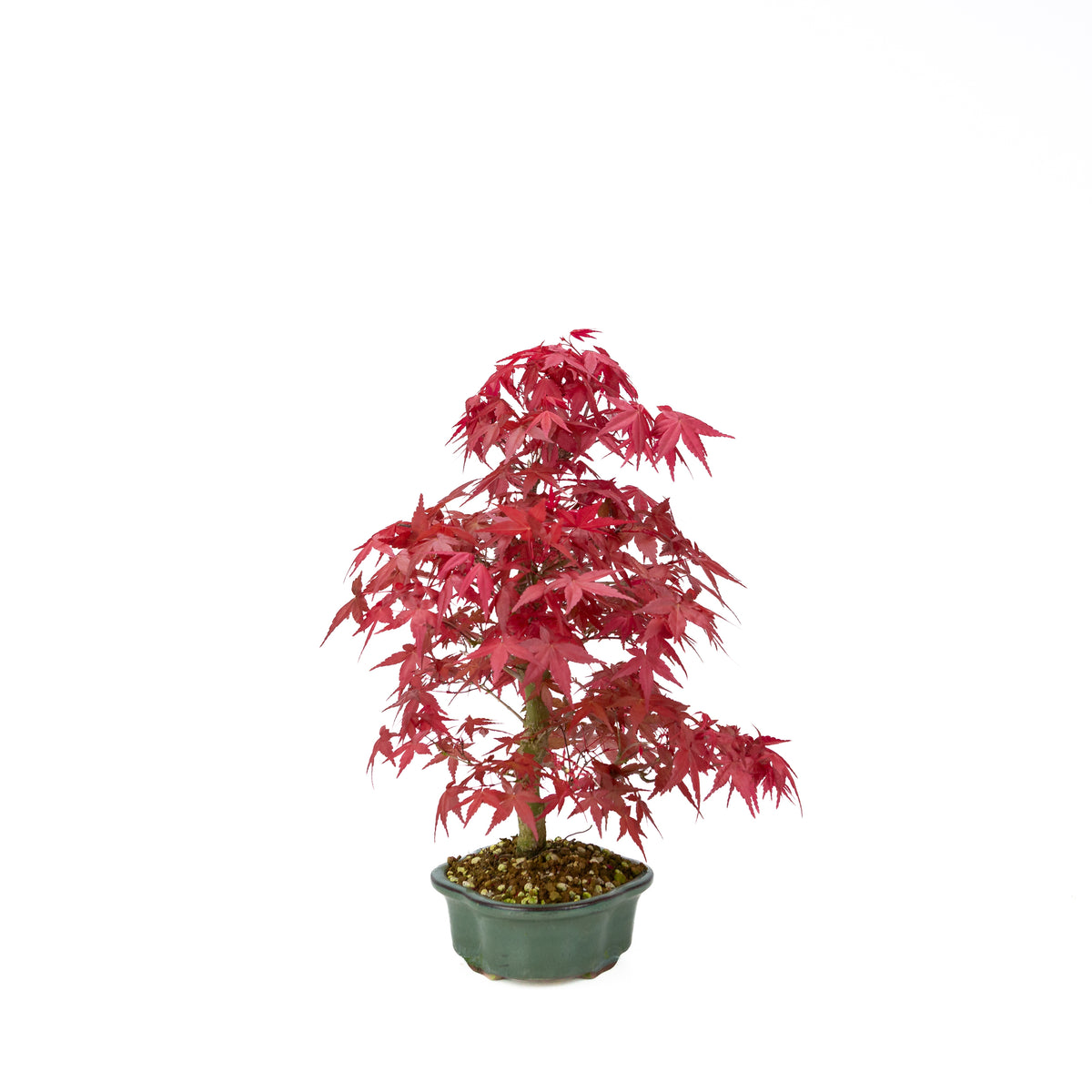 Acer palmatum Deshojo (acero giapponese), altezza ~40 cm