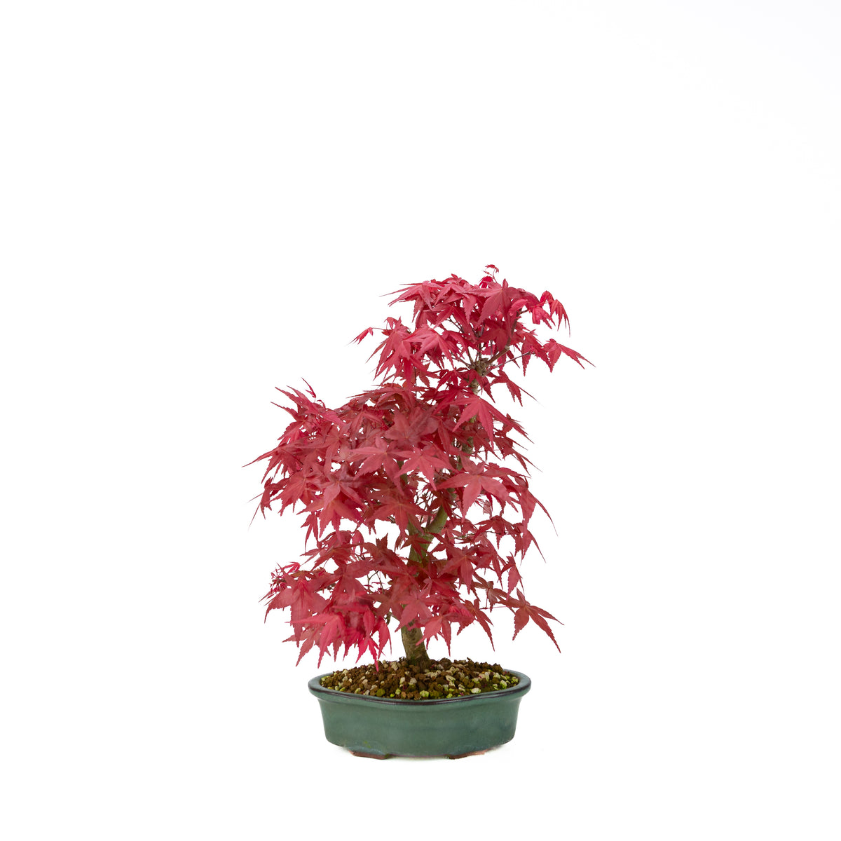 Acer palmatum Deshojo (acero giapponese), altezza ~40 cm