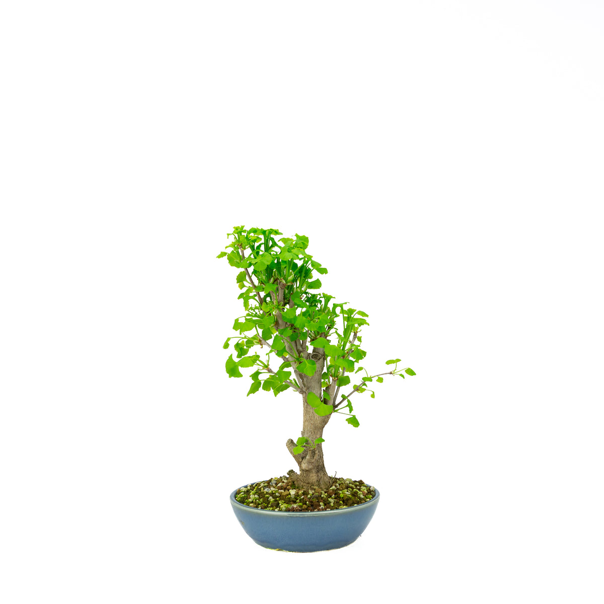 Ginkgo biloba (albero dei ventagli), altezza ~37 cm