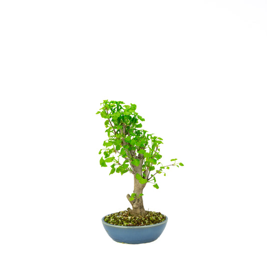Ginkgo biloba (albero dei ventagli), altezza ~37 cm