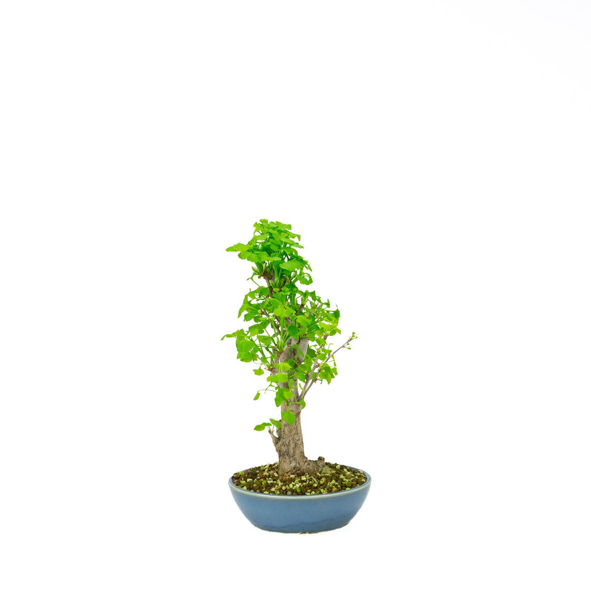 Ginkgo biloba (albero dei ventagli), altezza ~37 cm
