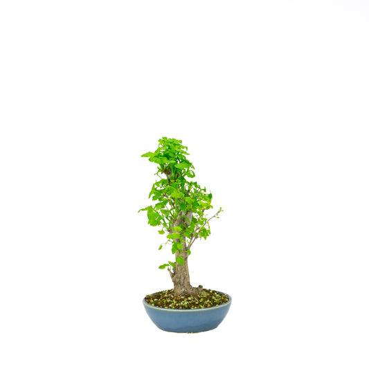 Ginkgo biloba (albero dei ventagli), altezza ~37 cm