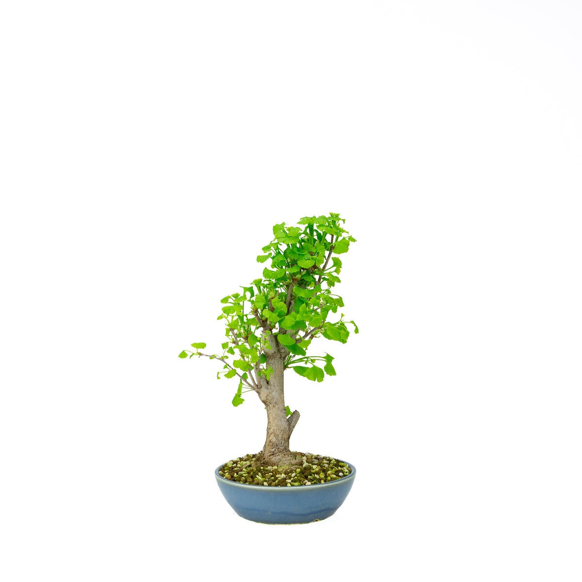 Ginkgo biloba (albero dei ventagli), altezza ~37 cm