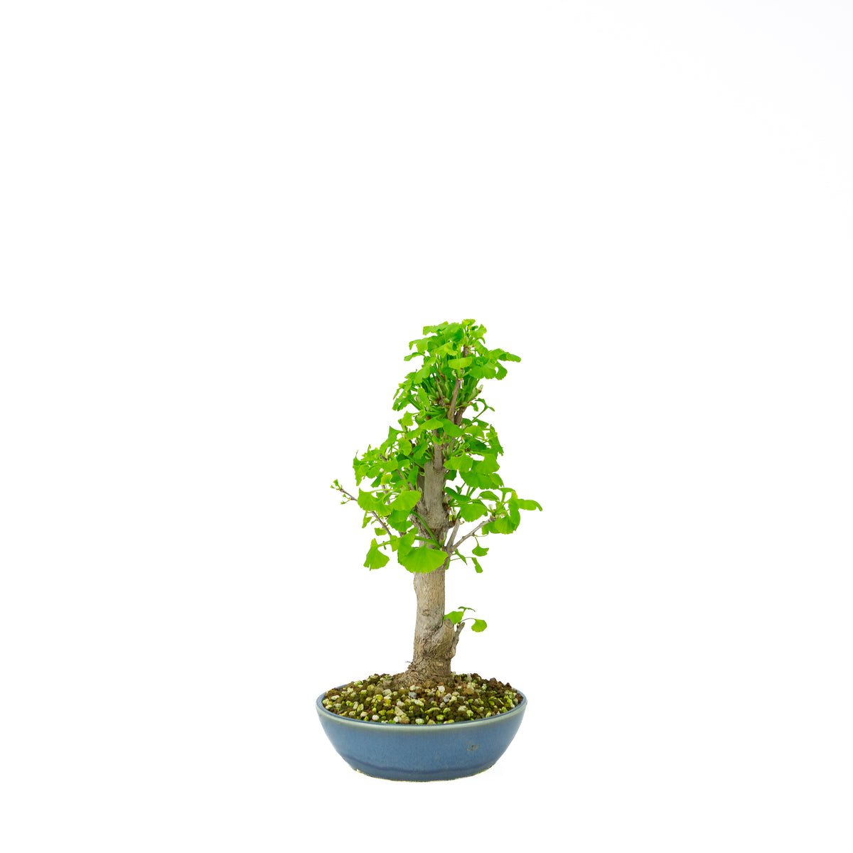 Ginkgo biloba (albero dei ventagli), altezza ~37 cm