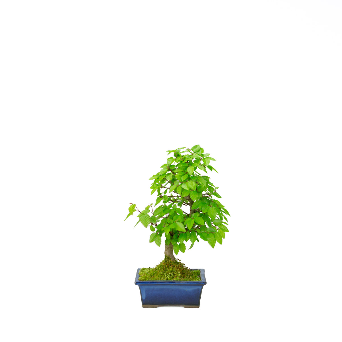 Carpinus coreana (carpino coreano), altezza ~31 cm