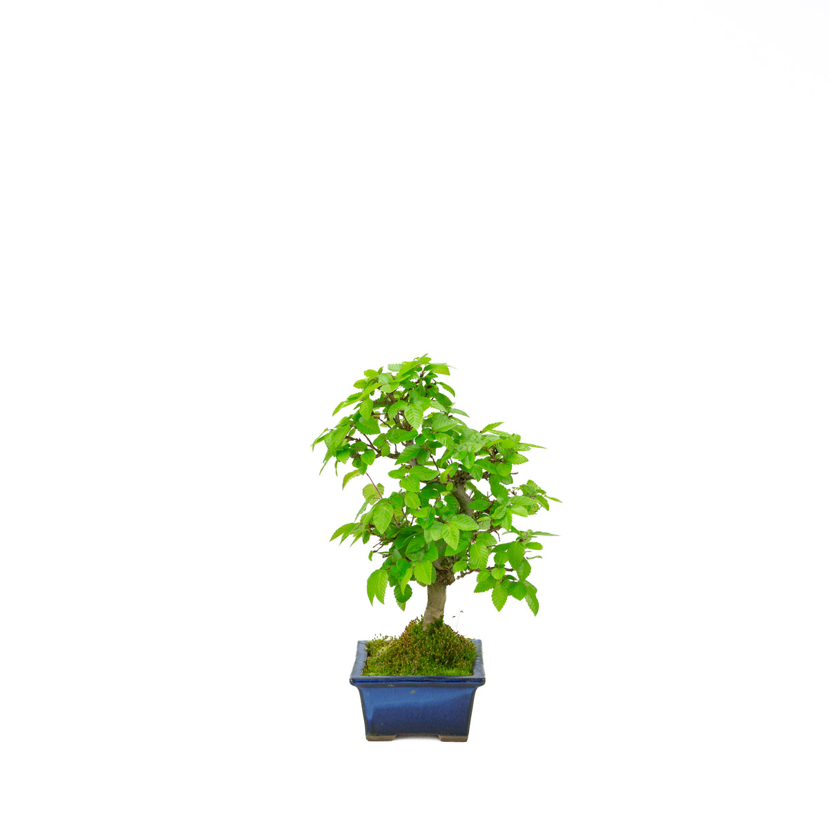 Carpinus coreana (carpino coreano), altezza ~31 cm