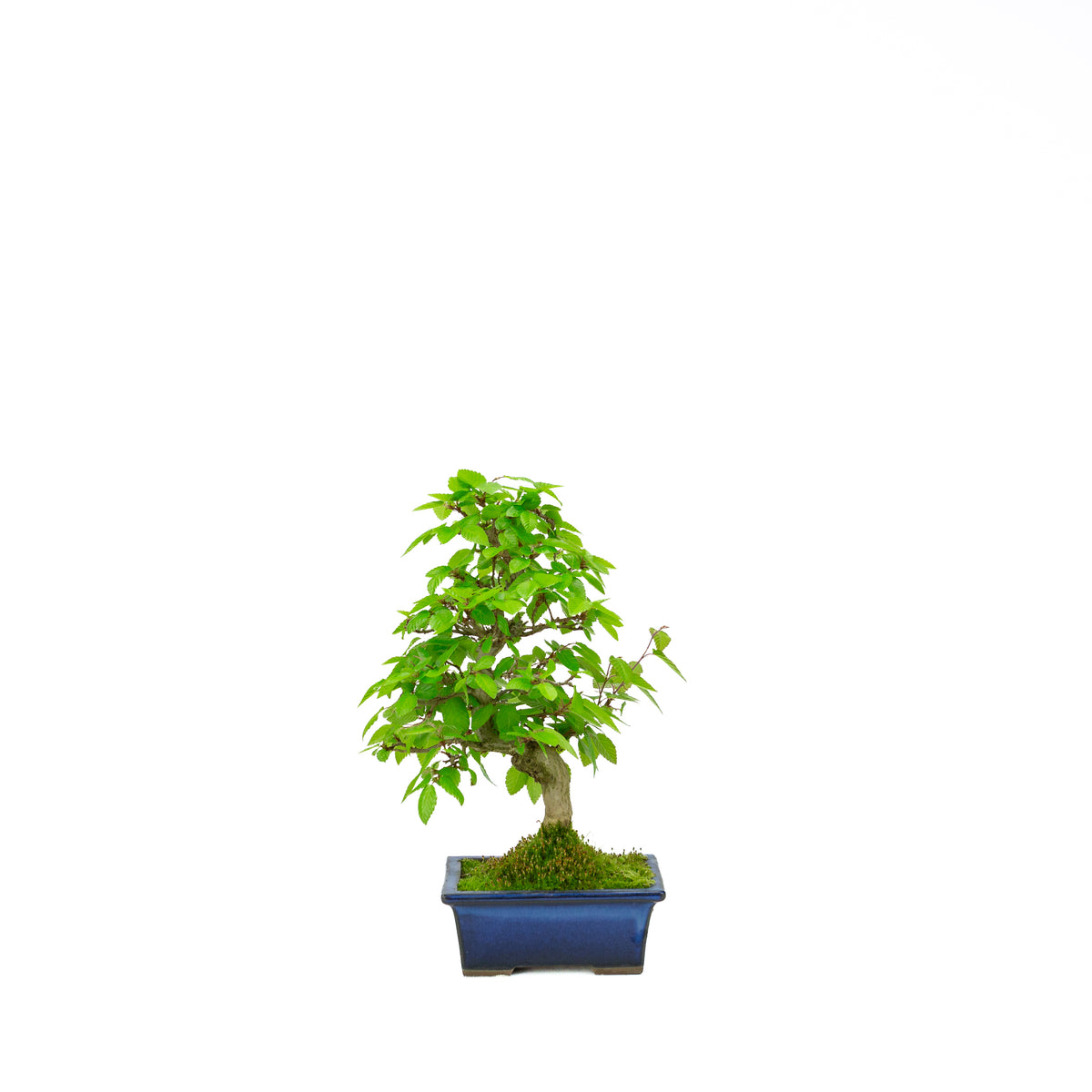 Carpinus coreana (carpino coreano), altezza ~31 cm