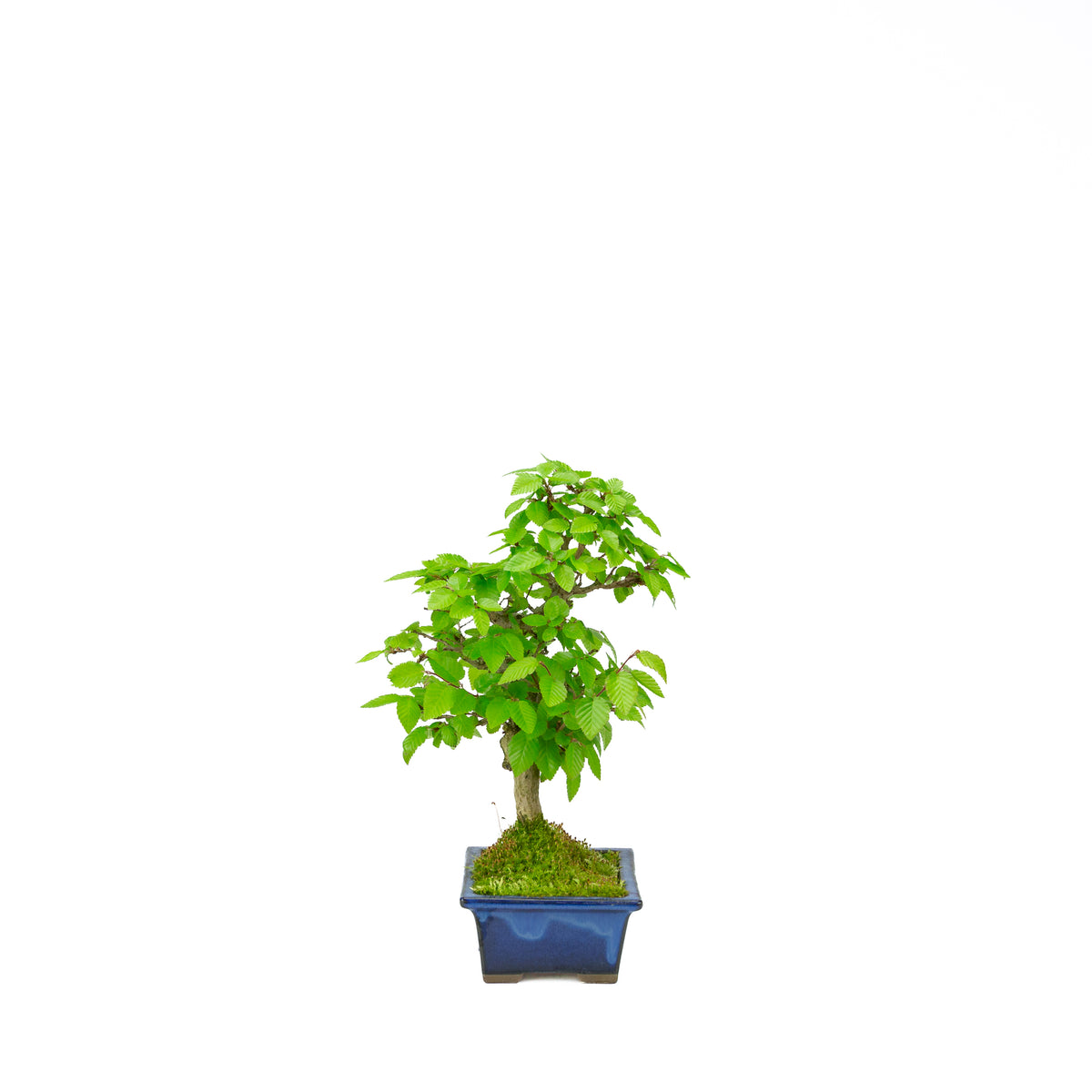 Carpinus coreana (carpino coreano), altezza ~31 cm