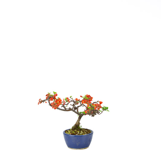 Chaenomeles speciosa (cotogno giapponese), altezza ~22 cm
