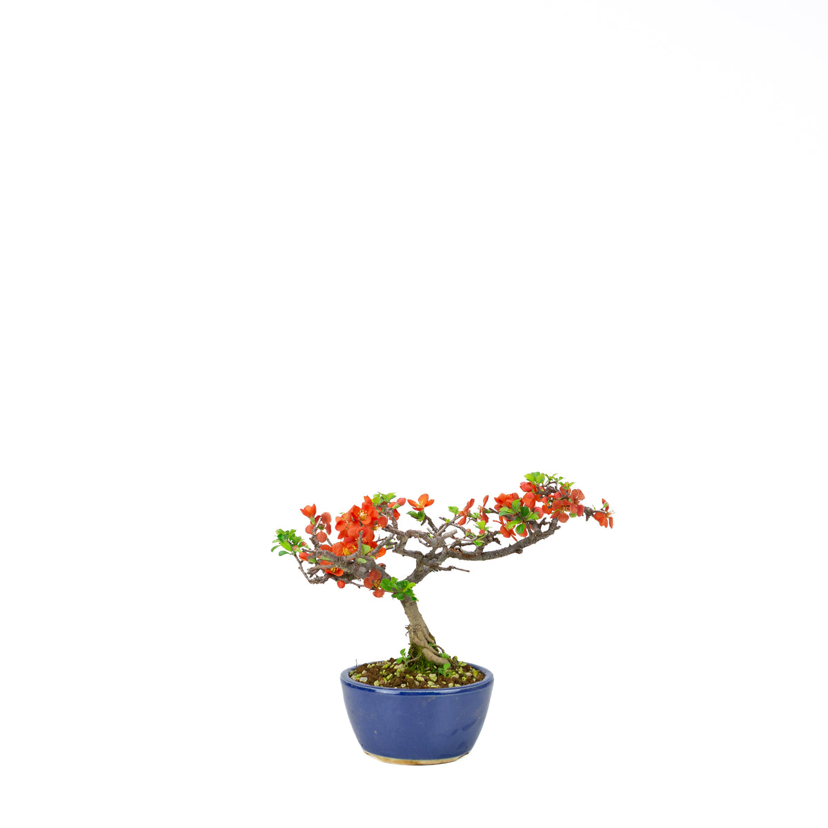 Chaenomeles speciosa (cotogno giapponese), altezza ~22 cm