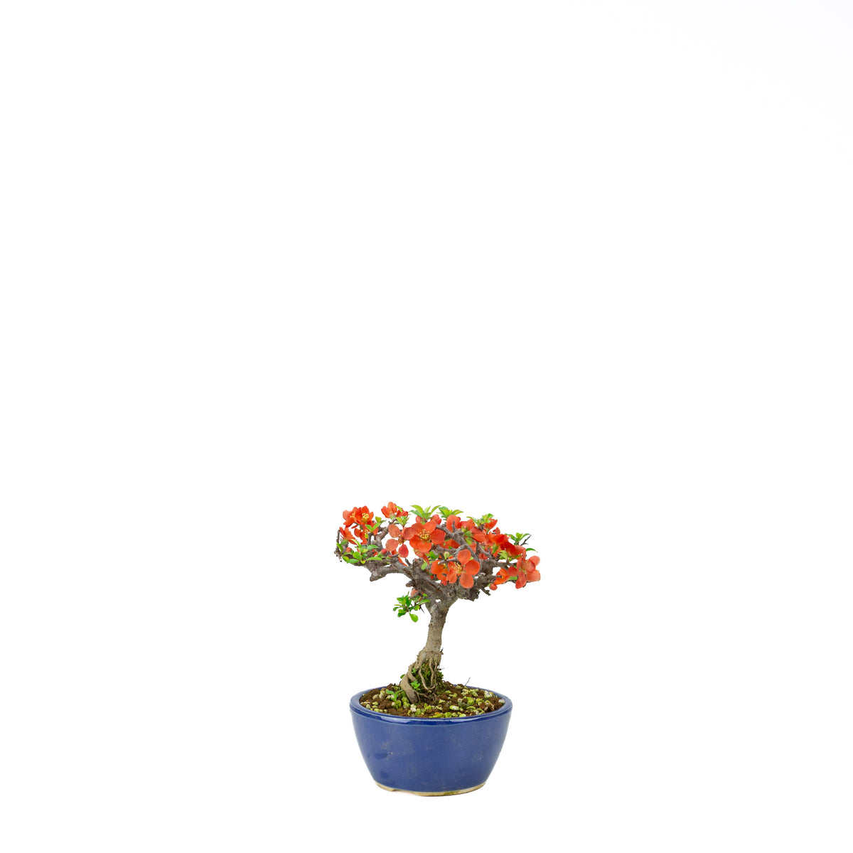 Chaenomeles speciosa (cotogno giapponese), altezza ~22 cm