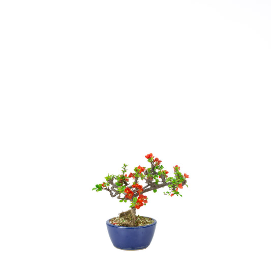 Chaenomeles speciosa (cotogno giapponese), altezza ~22 cm