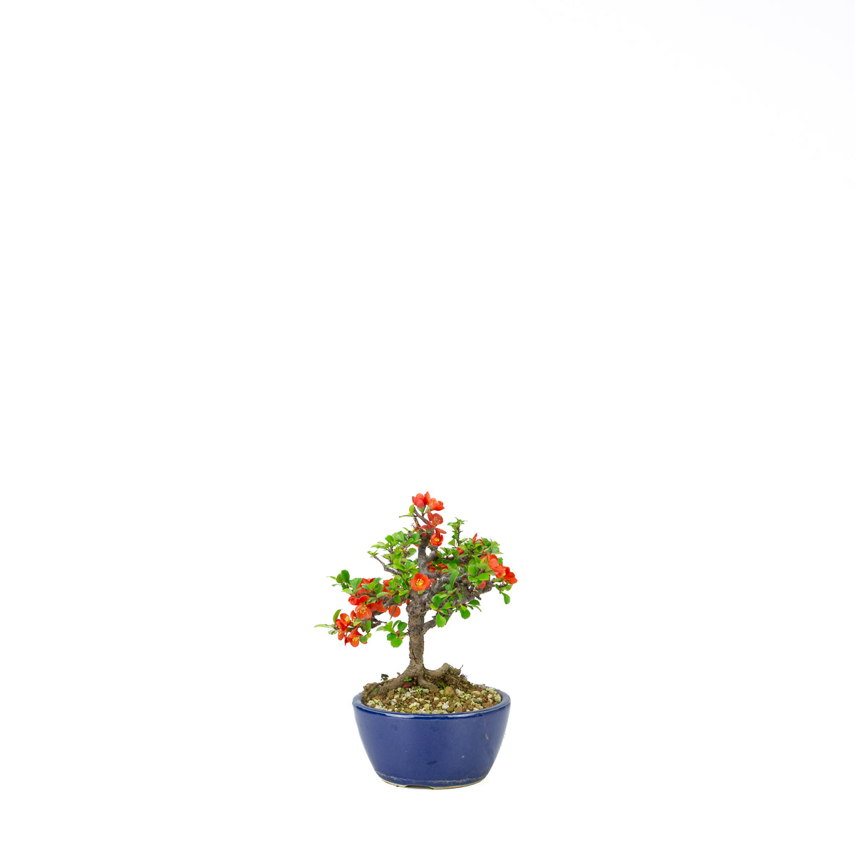 Chaenomeles speciosa (cotogno giapponese), altezza ~22 cm