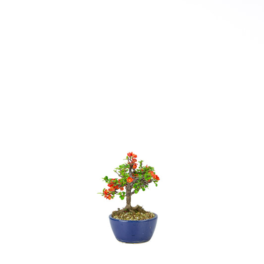 Chaenomeles speciosa (cotogno giapponese), altezza ~22 cm