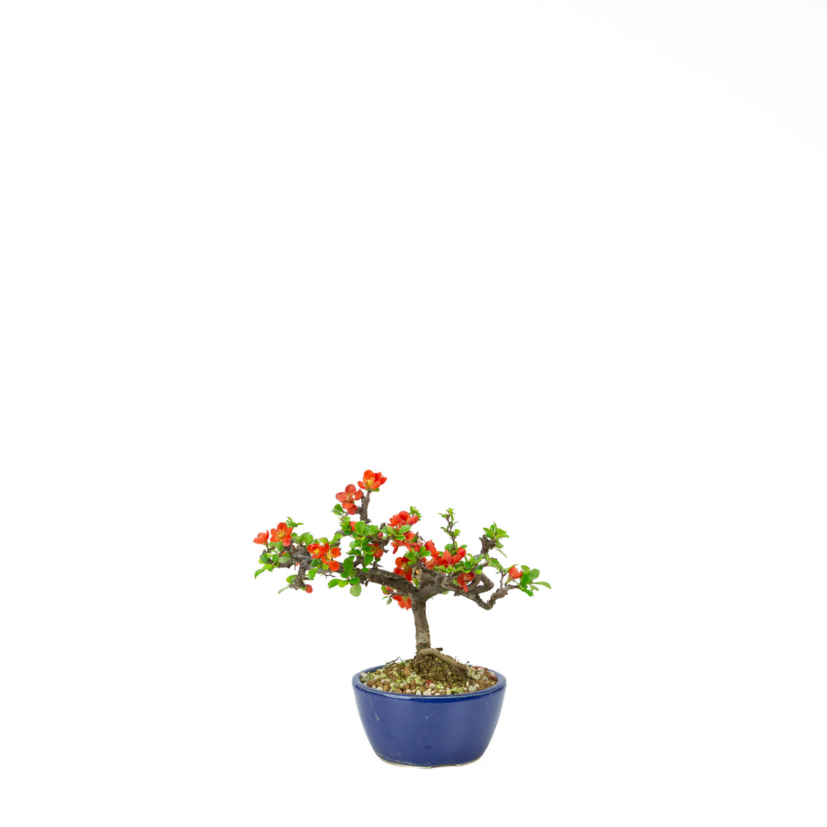 Chaenomeles speciosa (cotogno giapponese), altezza ~22 cm