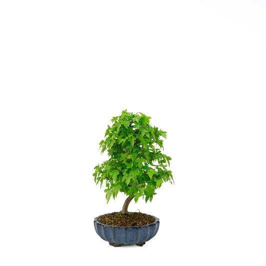 Acer buergerianum (Acero tridente), altezza ~34 cm