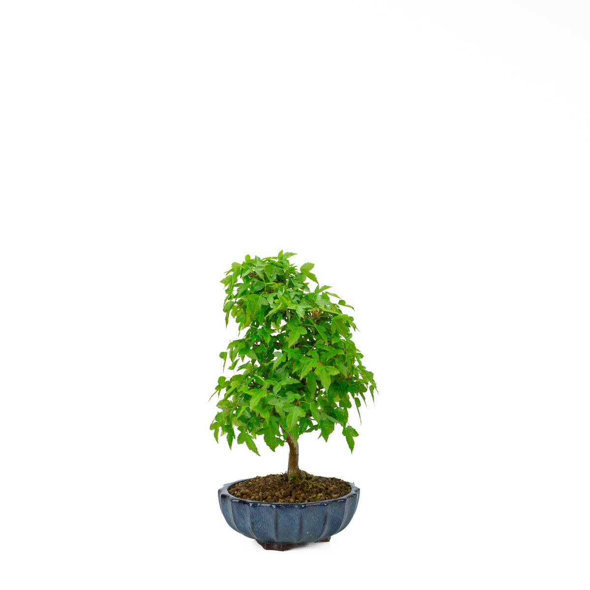 Acer buergerianum (Acero tridente), altezza ~34 cm