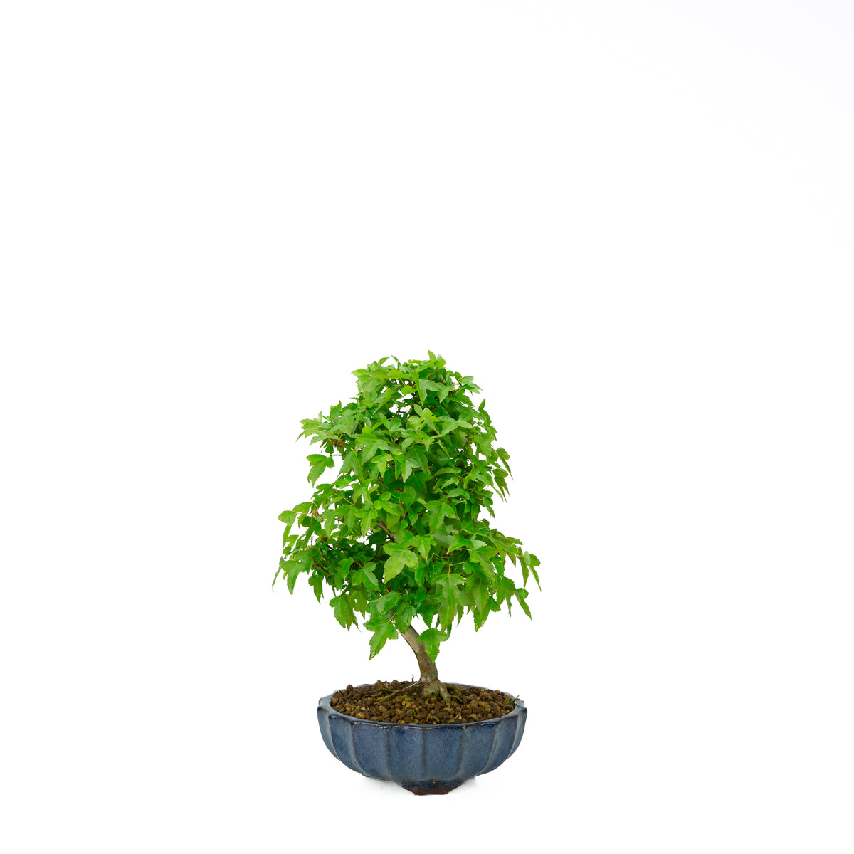 Acer buergerianum (Acero tridente), altezza ~34 cm