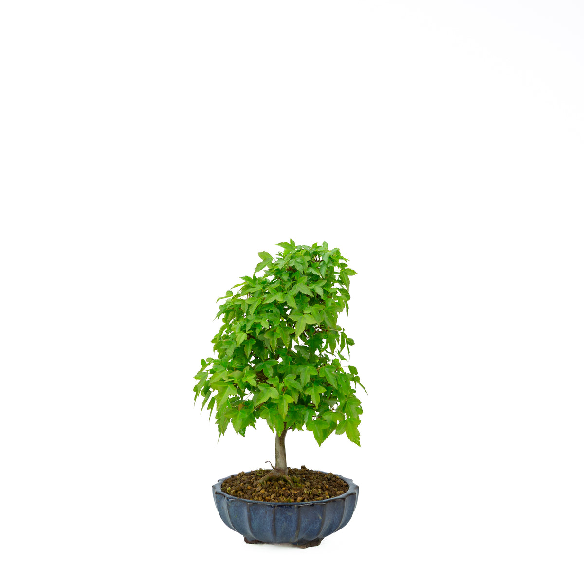 Acer buergerianum (Acero tridente), altezza ~34 cm