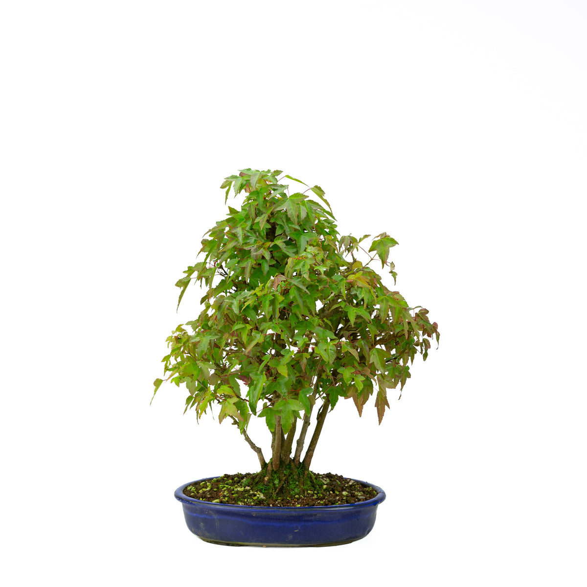 Acer buergerianum (Acero tridente) stile a ceppaia (kabudachi), altezza ~45 cm