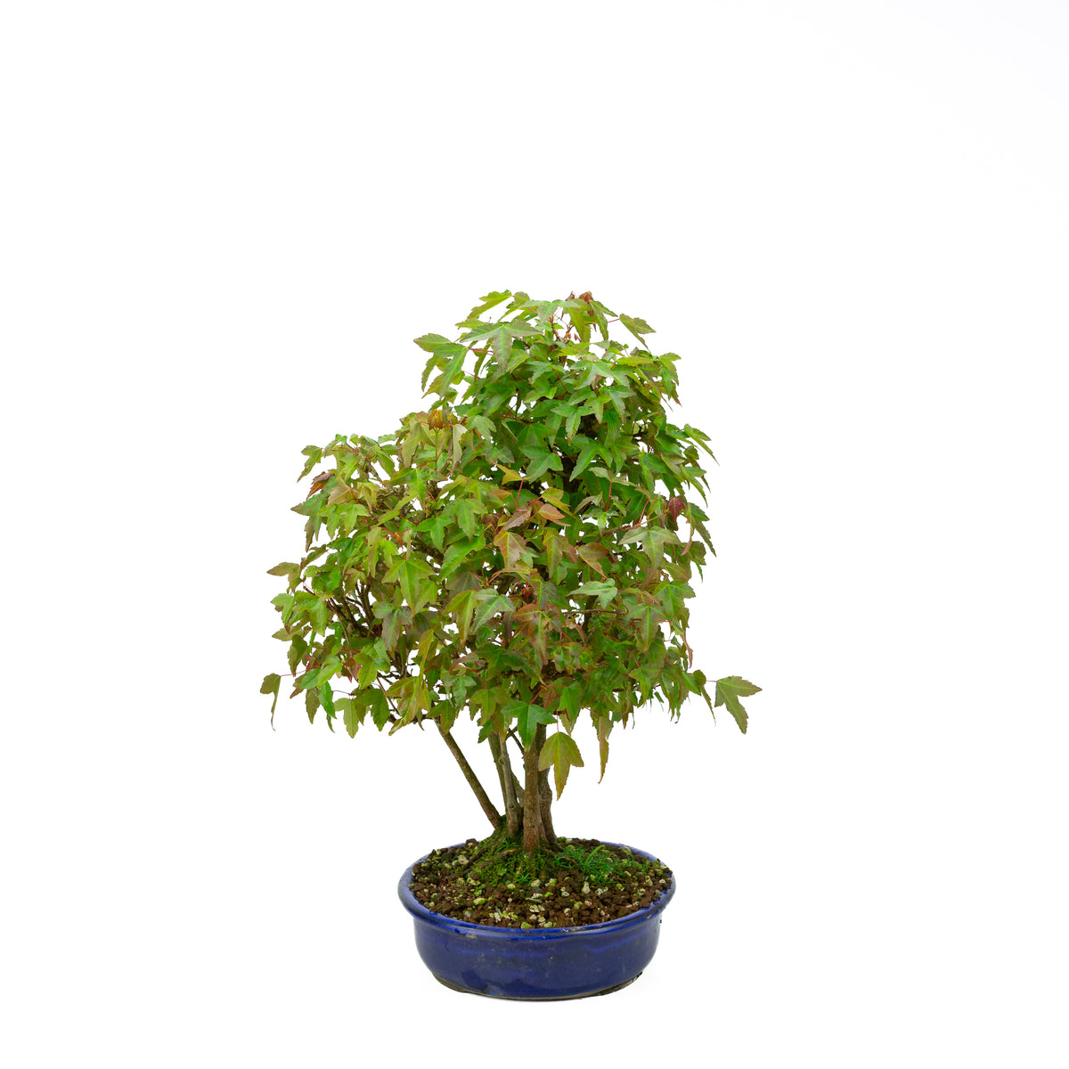Acer buergerianum (Acero tridente) stile a ceppaia (kabudachi), altezza ~45 cm