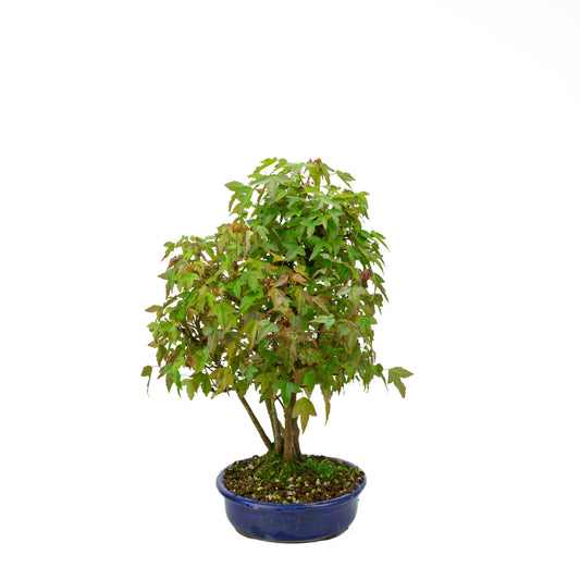 Acer buergerianum (Acero tridente) stile a ceppaia (kabudachi), altezza ~45 cm