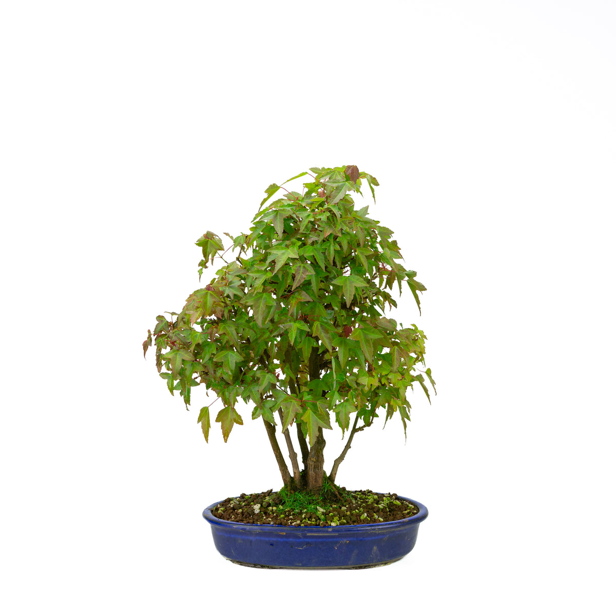Acer buergerianum (Acero tridente) stile a ceppaia (kabudachi), altezza ~45 cm