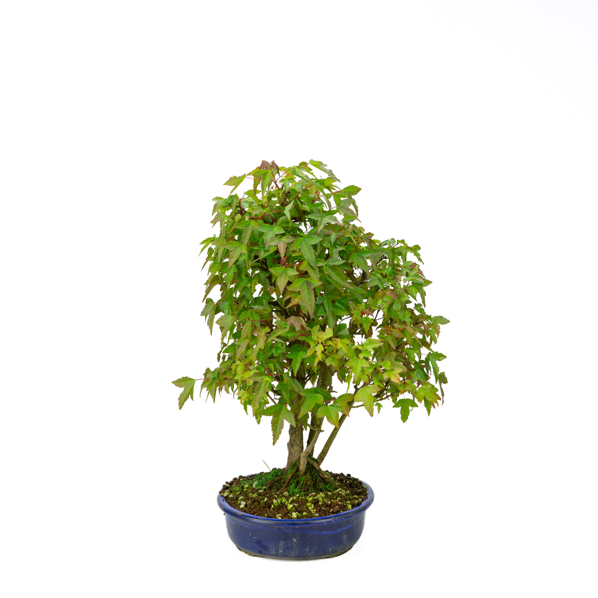 Acer buergerianum (Acero tridente) stile a ceppaia (kabudachi), altezza ~45 cm