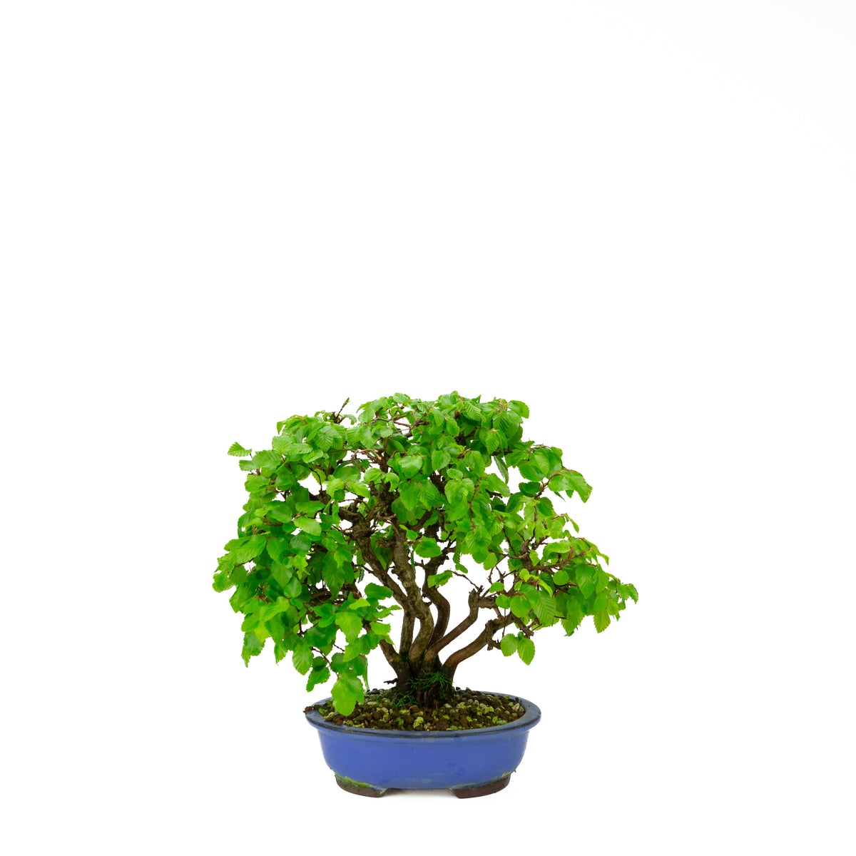 Carpinus coreana (carpino coreano) stile a ceppaia, altezza ~34 cm