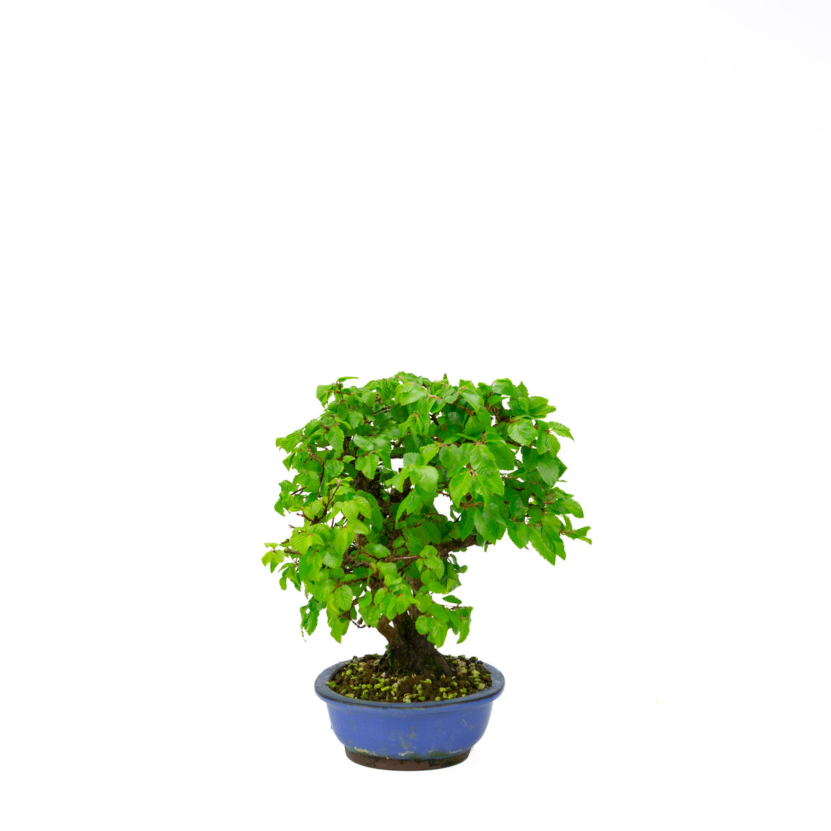 Carpinus coreana (carpino coreano) stile a ceppaia, altezza ~34 cm