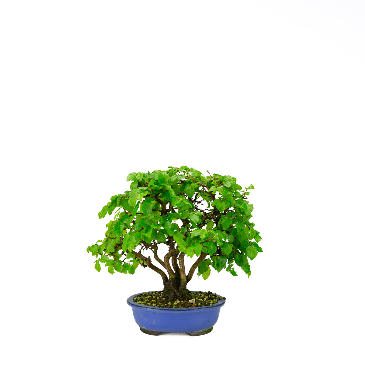 Carpinus coreana (carpino coreano) stile a ceppaia, altezza ~34 cm