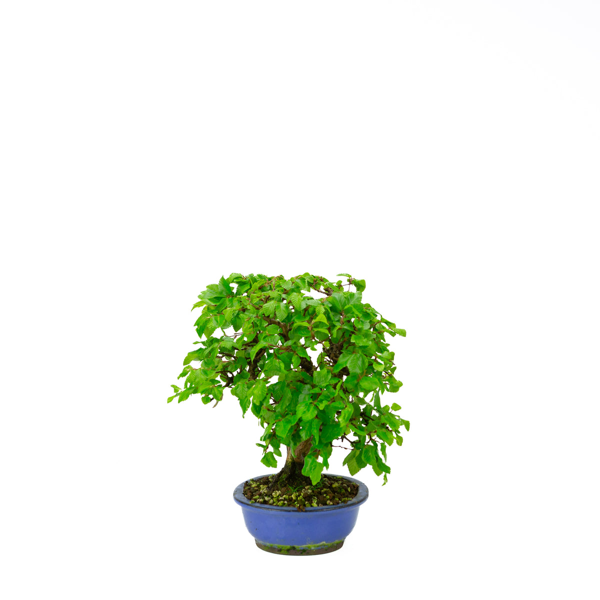 Carpinus coreana (carpino coreano) stile a ceppaia, altezza ~34 cm