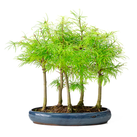 Buiten Bonsai Pseudolarix amabilis bos blauwe ovale pot 29cm