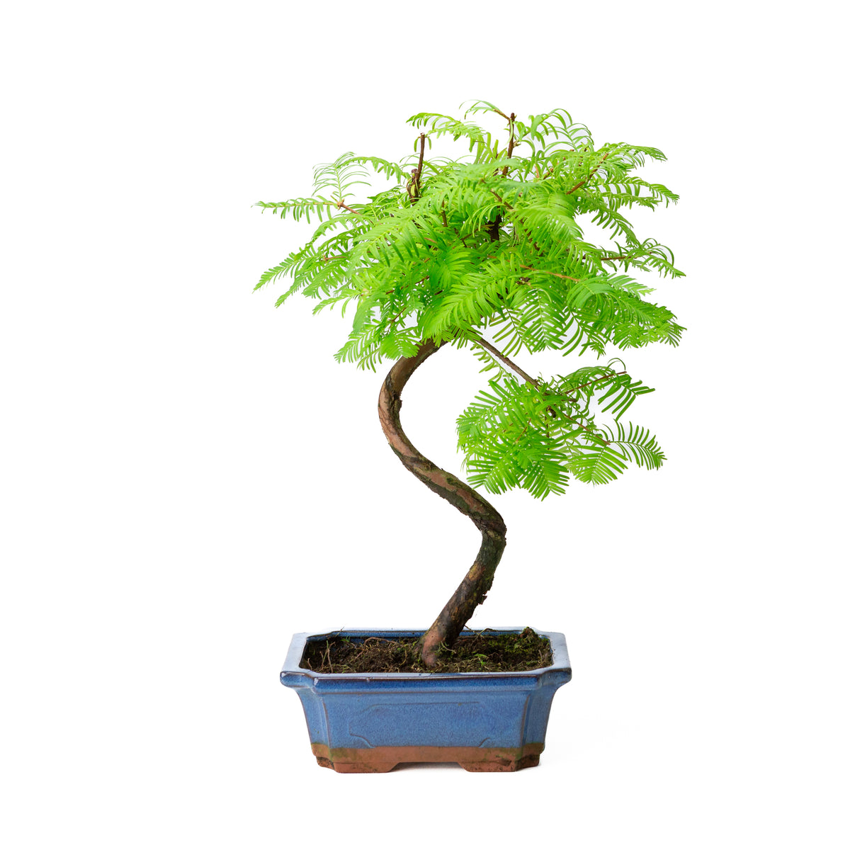Bonsai Metasequoia blauwe rechthoekige pot 20cm, hoogte 40cm