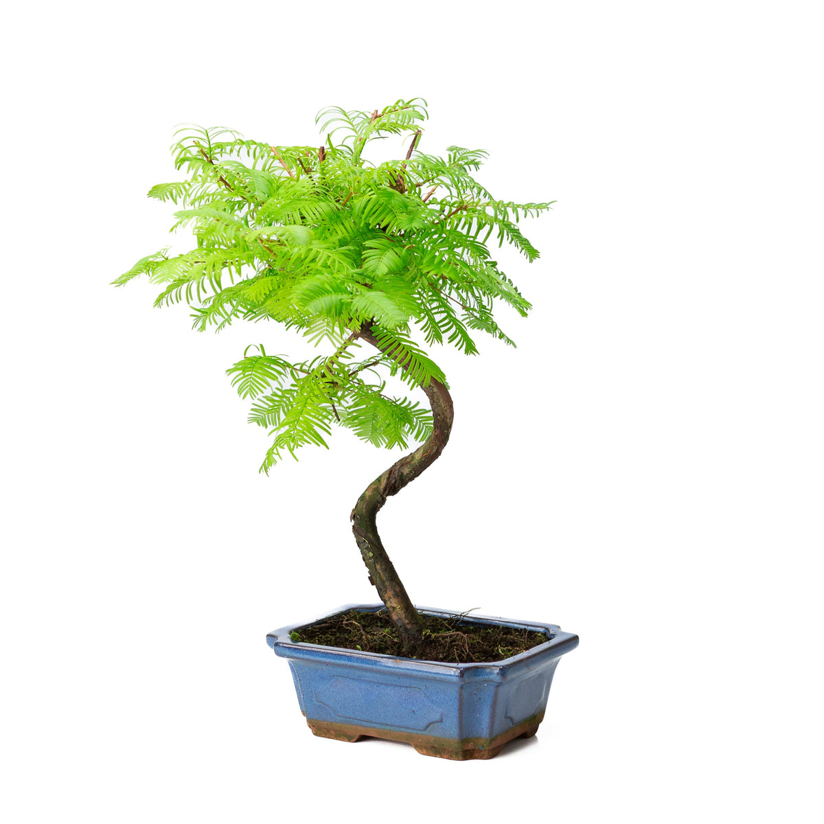 Metasequoia glyptostroboides vaso 19cm, altezza ~40cm