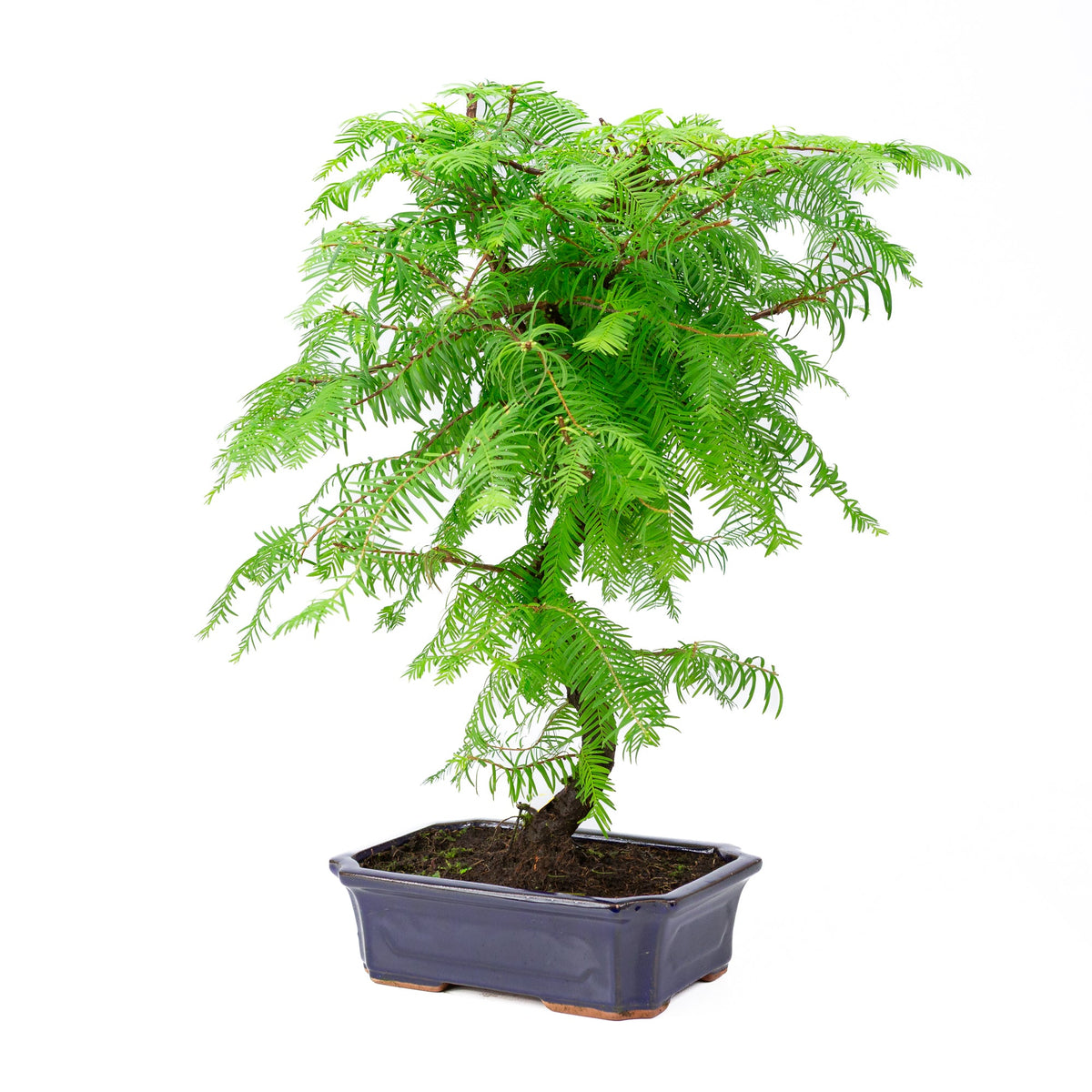 Metasequoia glyptostroboides vaso 24cm, altezza ~53cm