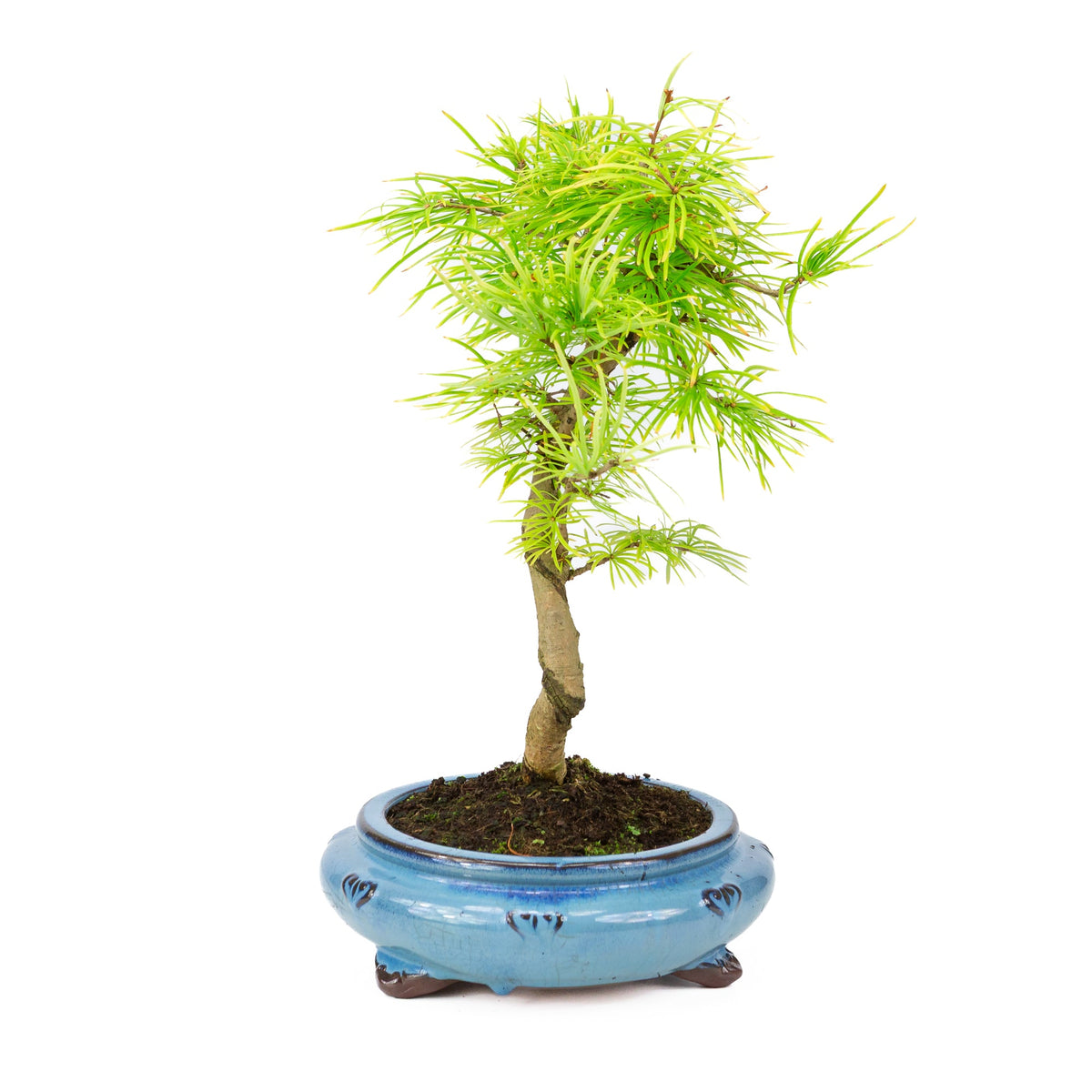 Pseudolarix forma in vaso rotondo blu 23cm, altezza ~38cm