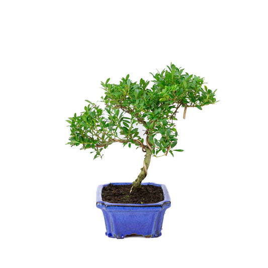 Ilex crenata (agrifoglio giapponese) vaso blu 20cm, altezza ~36cm