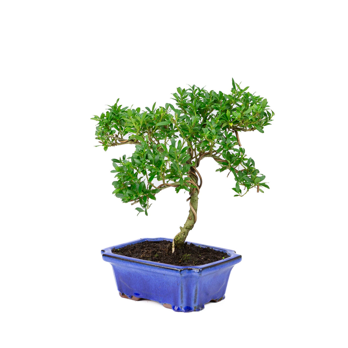 Ilex crenata (agrifoglio giapponese) vaso blu 20cm, altezza ~36cm