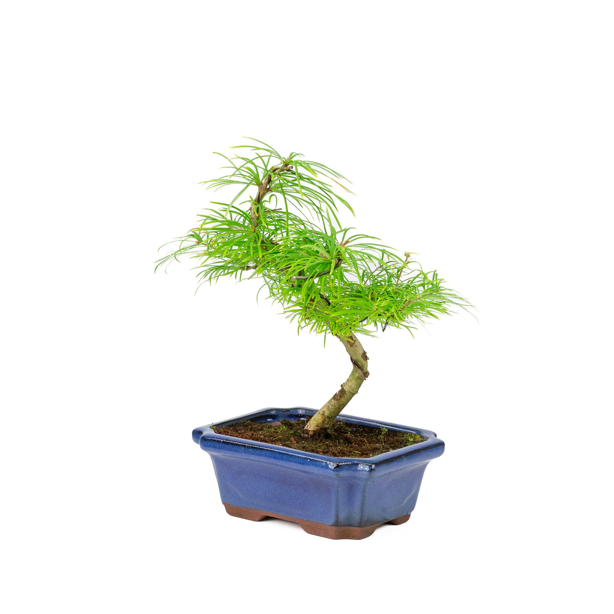 Pseudolarix amabilis in vaso blu 20cm, altezza ~40cm